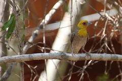 Ploceus sakalava