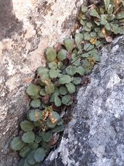 Saxifraga hirsuta, photograph (c) Flavien Saboureau, some rights reserved (CC BY)