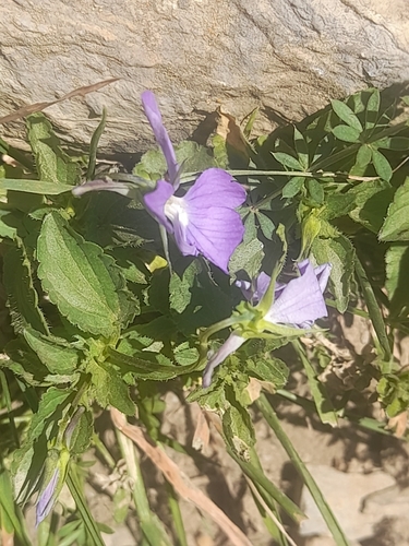 Viola cornuta, photograph 4