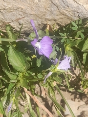 Viola cornuta, photograph (c) Flavien Saboureau, some rights reserved (CC BY)