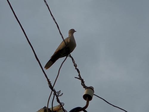 Eurasian Collared-Dove