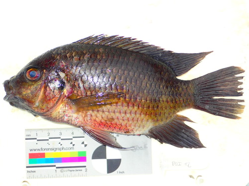 Cabra-cichlide (Pelmatolapia cabrae) — Cichlidae — 2