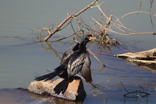 iNaturalist: (c) rynoe, some rights reserved (CC BY-NC) iNaturalist image
