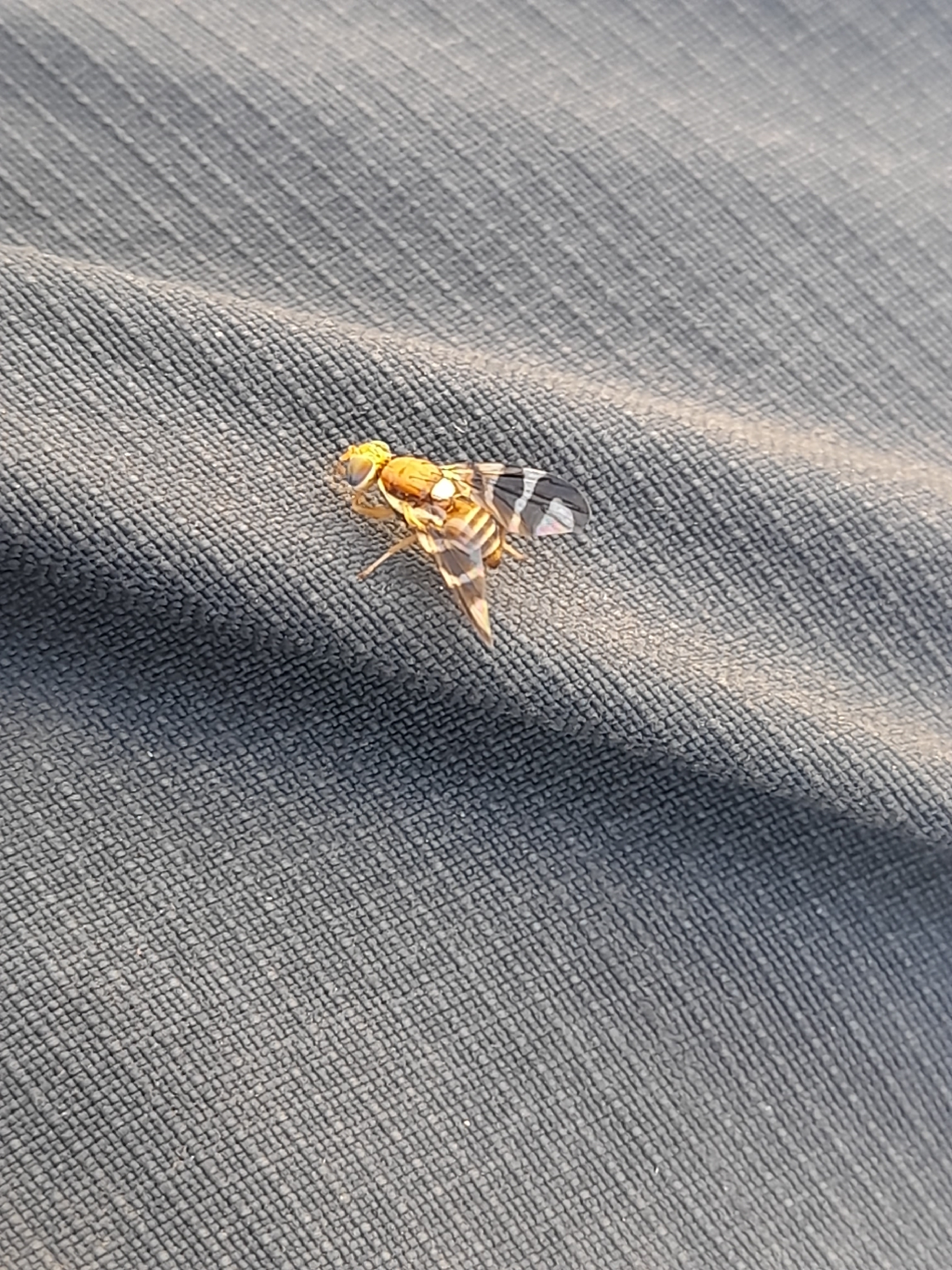 Walnussfruchtfliege