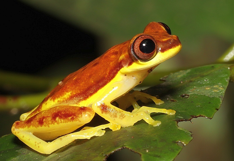 Red-Skirted Treefrog