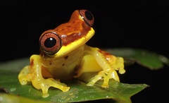 Dendropsophus rhodopeplus