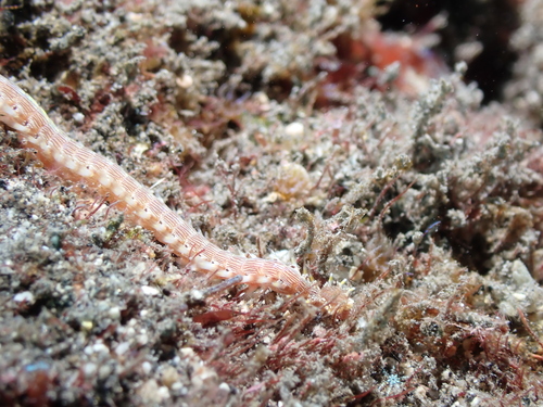 Pherecardia striata observed 2026-07-24