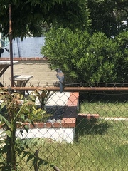 Aphelocoma californica