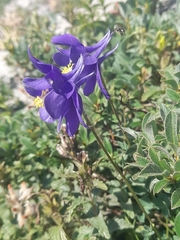Aquilegia pyrenaica