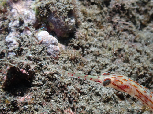 Corythoichthys schultzi observed 2026-07-24