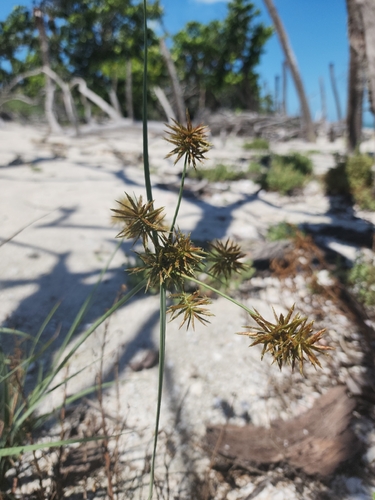 Cyperus planifolius, 2026-07-23