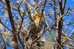 Ploceus sakalava