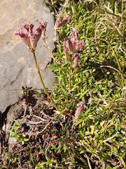 Saponaria caespitosa, photograph (c) Flavien Saboureau, some rights reserved (CC BY)