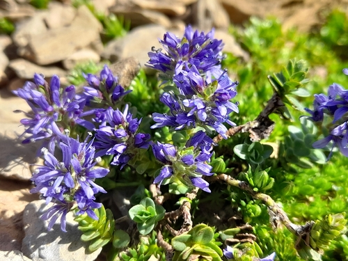 Veronica nummularia