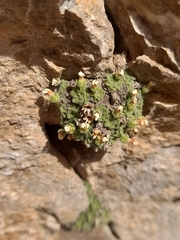 Androsace cylindrica