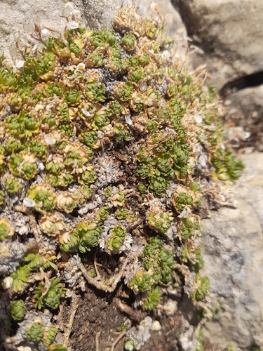 Petrocallis pyrenaica, photograph 1