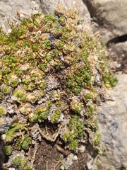 Petrocallis pyrenaica
