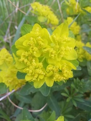 Euphorbia oblongata
