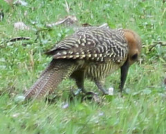 Colaptes fernandinae