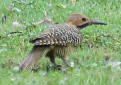 Colaptes fernandinae