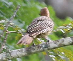 Colaptes fernandinae