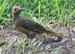 Colaptes fernandinae