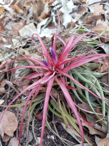 Tillandsia brachycaulos, photograph 3