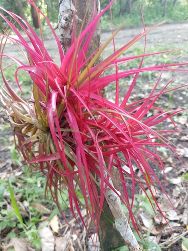 Tillandsia brachycaulos, photograph 4