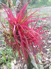 Tillandsia brachycaulos, photograph (c) Rosalinda Melendrez, some rights reserved (CC BY)