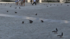 Columba livia domestica