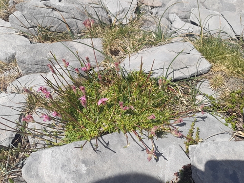 Saponaria caespitosa
