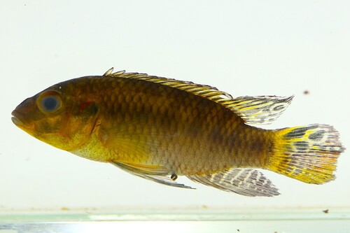 Kribensis (Pelvicachromis subocellatus) — Cichlidae — 4