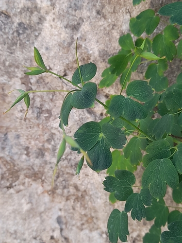 Thalictrum macrocarpum, photograph 2
