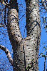 Pachypodium rutenbergianum