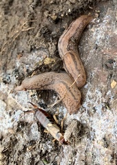 Ambigolimax