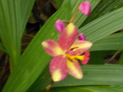 Spathoglottis × parsonsii