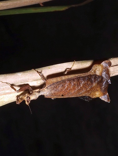 Pseudacanthops lobipes