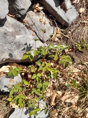 Drymocallis rupestris