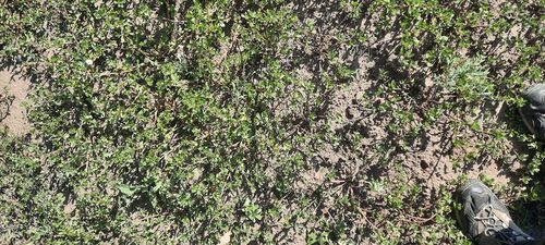 Common Purslane
