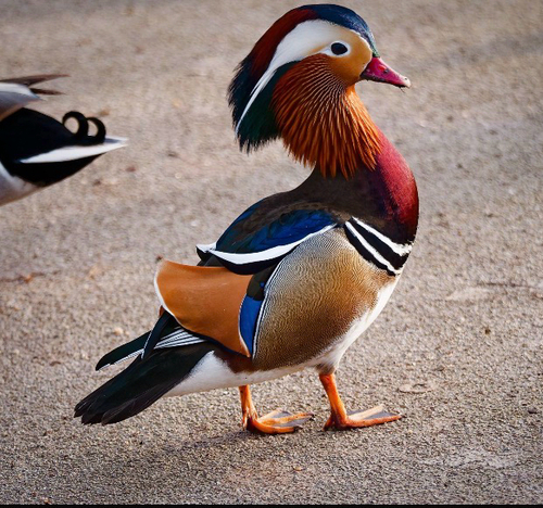 iNaturalist image