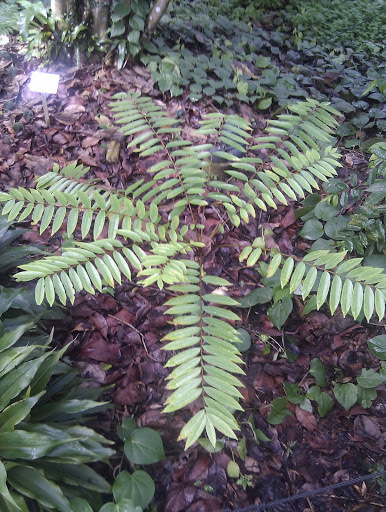 Eurycoma longifolia  iNaturalist