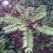 Eurycoma longifolia - Photo (c) 106611639464075912591,  זכויות יוצרים חלקיות (CC BY-NC-SA), הועלה על ידי 106611639464075912591