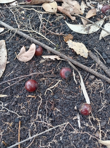 Wingleaf Soapberry