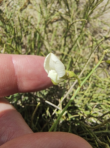 Coursetia gracilis