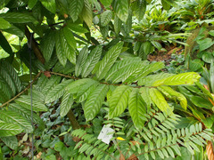 Polyalthia hookeriana