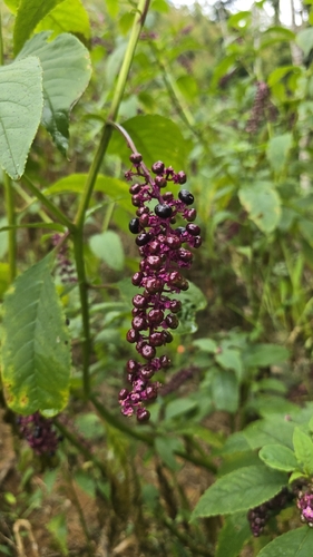 Phytolacca thyrsiflora, photograph 1
