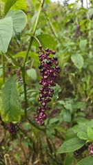 Phytolacca thyrsiflora