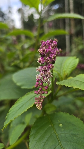 Phytolacca thyrsiflora, photograph 2