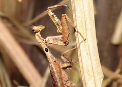 Pseudacanthops lobipes
