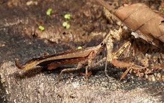 Pseudacanthops lobipes